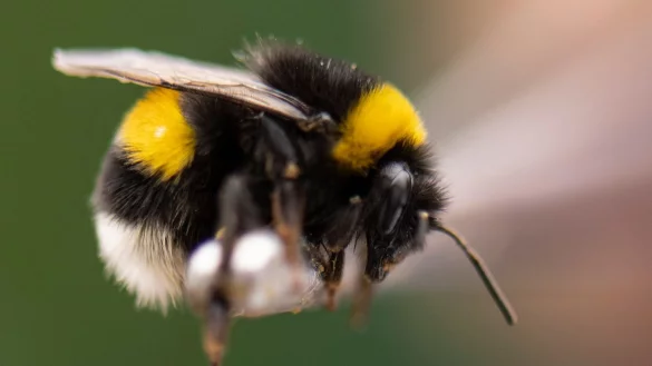 Mit einer Pinzette hat Hummelz&uuml;chter R&uuml;diger Schwenk eine Hummel vorsichtig in die Hand genommen. - &copy; Boris Roessler/dpa