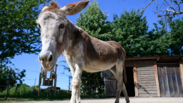 - &copy; Robert Michael/dpa