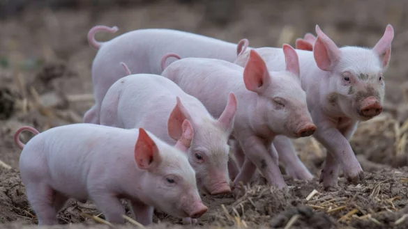 - &copy; Boris Roessler/dpa/Symbolbild