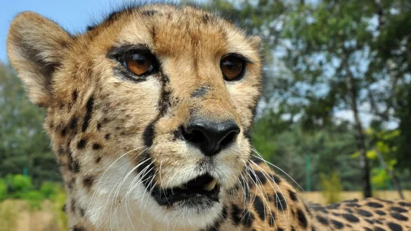 - &copy; Matthias Benirschke/dpa