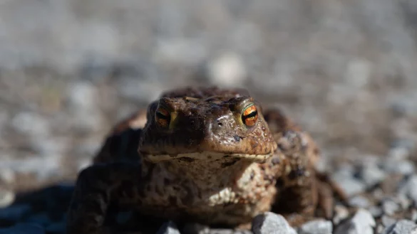 - &copy; Klaus-Dietmar Gabbert/dpa-Zentralbild/dpa