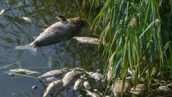 - &copy; Patrick Pleul/dpa