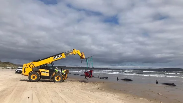 - &copy; Supplied/DEPARTMENT OF NATURAL RESOURCES AND ENVIRONMENT TASMANIA/dpa