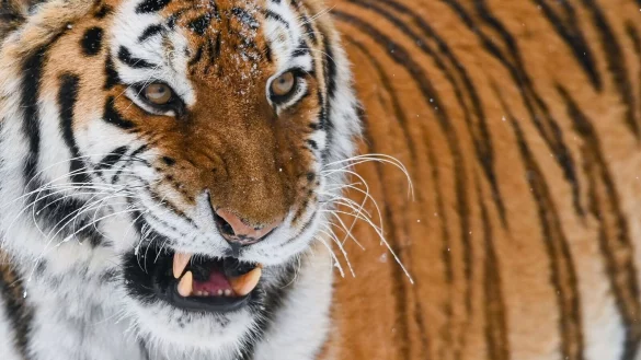 - &copy; Patrick Pleul/dpa-Zentralbild/dpa