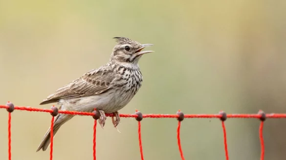 - &copy; Marijan Murat/dpa