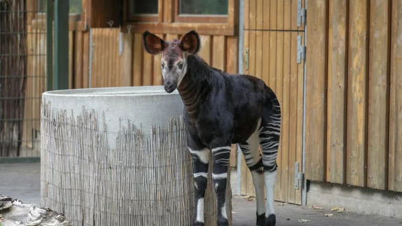 - &copy; Christoph Sch&uuml;tt/Zoo K&ouml;ln/dpa