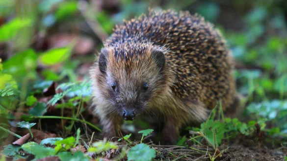 - &copy; Karl-Josef Hildenbrand/dpa-tmn