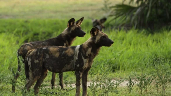 - &copy; Asilia Afrika/dpa