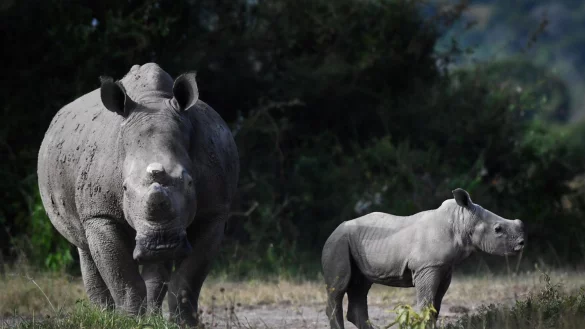 - &copy; Drew Bantlin/African Parks/dpa