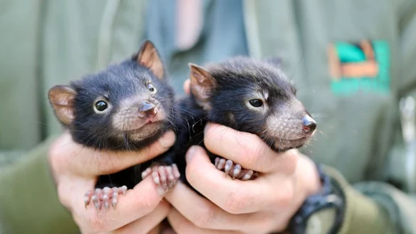 - &copy; Aussie Ark/dpa