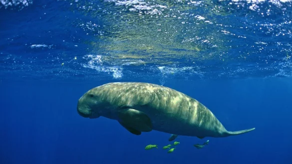 - &copy; Patrick Louisy/ZSL/PA Media/dpa