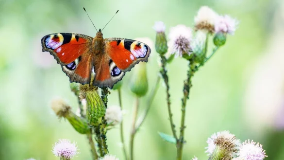 Wer Schmetterlinge in seinen Garten locken m&ouml;chte, sollte Disteln und Brennnesseln nicht beseitigen. - &copy; Frank Rumpenhorst/dpa