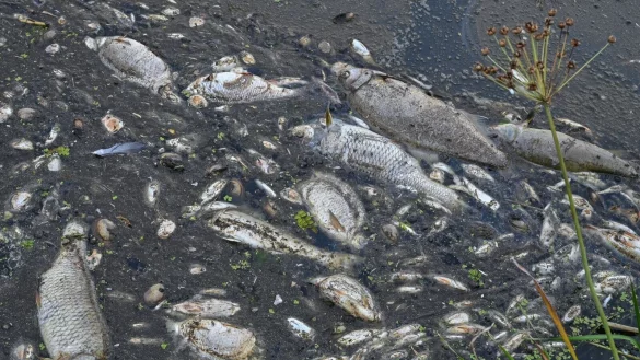 - &copy; Patrick Pleul/dpa