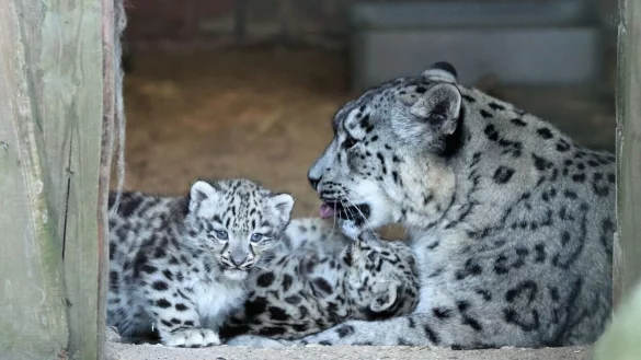 - &copy; Markus Boers/Zoo Krefeld/dpa
