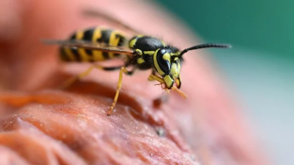 - &copy; Bernd Wei&szlig;brod/dpa