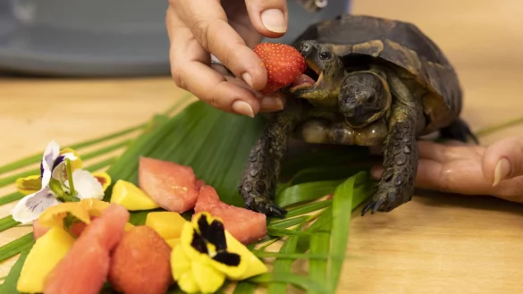 - © Salvatore Di Nolfi/KEYSTONE/dpa