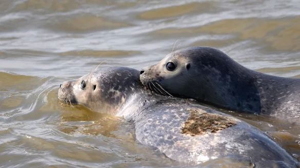 - &copy; Jonas Walzberg/dpa