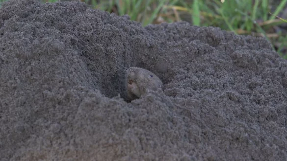 - &copy; Veronica Selden/Jack Putz/University of Florida/dpa