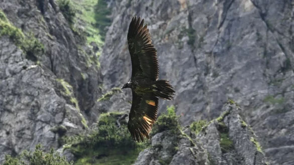 - &copy; Michael Wittmann/Landesbund f&uuml;r Vogelschutz /dpa