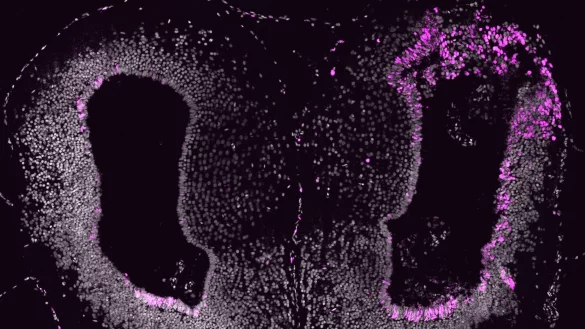 - &copy; Katharina Lust/IMP/dpa