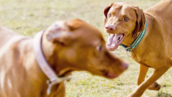 Der Preis einer Hundeversicherung h&auml;ngt nicht nur von den Leistungen ab, sondern auch von der Gr&ouml;&szlig;e des Tieres. - &copy; Monique W&uuml;stenhagen/dpa-tmn