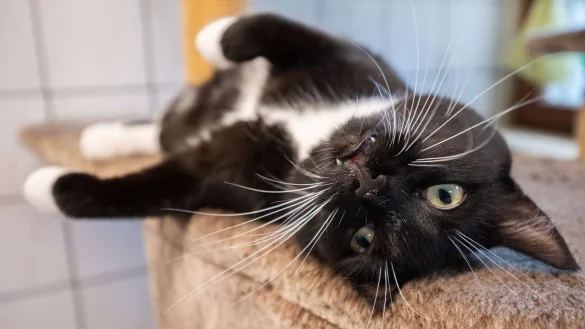 Die aktuellen hohen Temperaturen belasten auch viele Tiere in Tierheimen. - &copy; Julian Stratenschulte/dpa