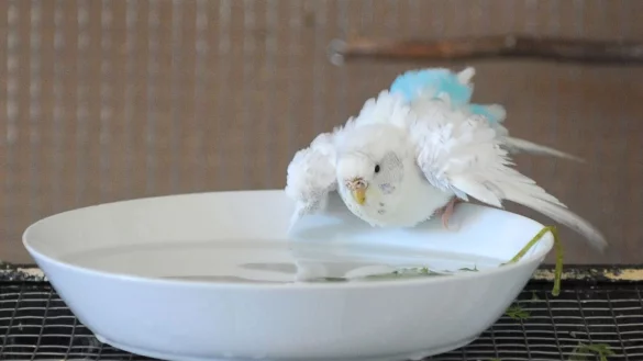 V&ouml;gel m&ouml;gen meist ger&auml;umige Badewannen, in denen sie ihre Fl&uuml;gel ausbreiten k&ouml;nnen. - &copy; Caroline SeidSeidel-Di&szlig;mannel/dpa-tmn