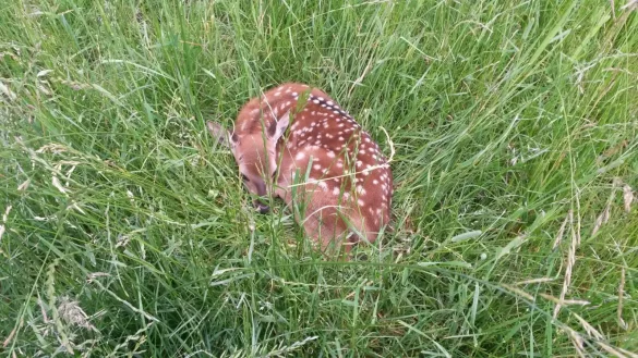 Versteckt sich im Gras: das neugeborene Sikawild-K&auml;lbchen im Schwelentruper Gehege. Das Foto ist Dr. Rudolf Diekmeier am Donnerstagabend gelungen. - &copy; privat