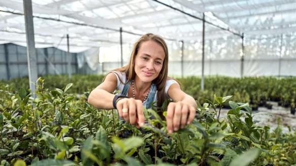 Matcha-Anbauerin: Urspr&uuml;nglich kommt K&uuml;hnle aus dem Weinbau. - &copy; Michael Ukas/dpa