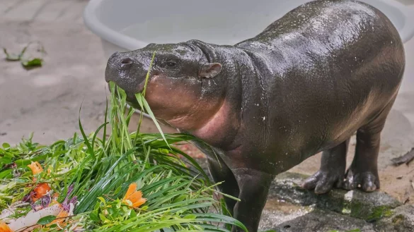 Moo Deng bekam zum ersten Geburtstag einen "Kuchen" aus Früchten und Gemüse. - © Sakchai Lalit/AP/dpa