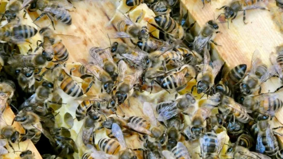 Die Bienen sind immer in Bewegung. (Archivbild) - &copy; Alina Gr&uuml;nky/dpa