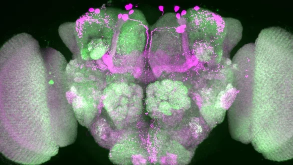 Nervenzellen im Gehirn einer Taufliege wurden durch Forscher pink eingefärbt, Nervenzellenverbindungen sind grün dargestellt. - © Anatoli Ender/Charité/dpa