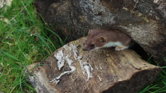 Wer wird Tier des Jahres 2026? Das kleine Hermelin? - © Philipp Brandstädter/-/dpa