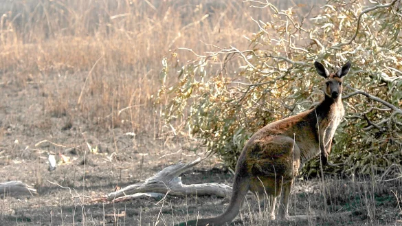 K&auml;ngurus sind ein beliebtes Fotomotiv - sie k&ouml;nnen aber auch sehr aggressiv werden. (Symbolbild) - &copy; Kelly Barnes/AAP/dpa