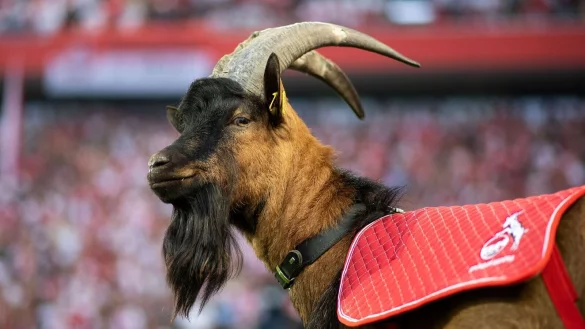 Gei&szlig;bock Hennes IX. ist bereits in neunter Generation beim FC K&ouml;ln. - &copy; Marius Becker/dpa