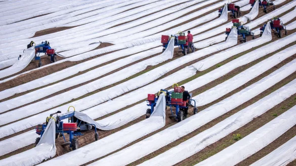 Spargelernte in Deutschland: Rund 243.000 Menschen aus dem Ausland arbeiteten 2023 auf deutschen Feldern (Archivbild). - &copy; Jens B&uuml;ttner/dpa