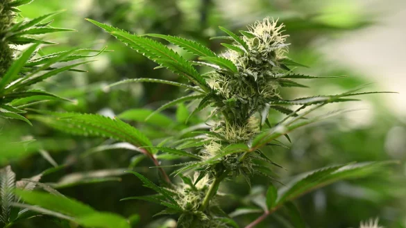 Union und SPD haben sich beim Thema Cannabis geeinigt. (Symbolbild) - © Martin Schutt/dpa