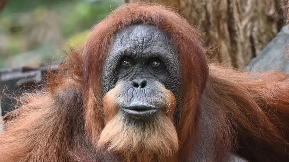 Seit mehr als 60 Jahren lebt Bella schon im Tierpark Hagenbeck - dank menschlicher Pflege und medizinischer Versorgung. - © David Hammersen/dpa