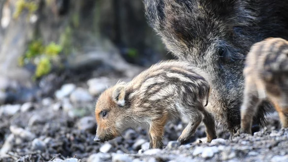 Vorsicht bei Frischlingen: Die Bachen verteidigen ihren Nachwuchs energisch gegen potenzielle Feinde. - © Felix Kästle/dpa/dpa-tmn