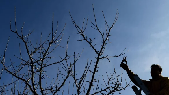 Ein 65-Jähriger ist in Höxter beim Rückschnitt von Obstbäumen abgestürzt und gestorben. (Symbolfoto) - © Patrick Pleul/dpa-Zentralbild/ZB