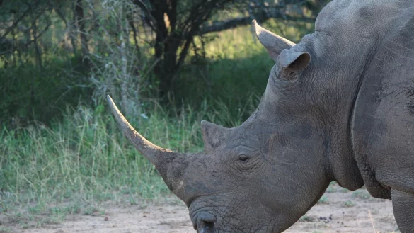 Ein Nashorn im Hlane Royal National Park in Eswatini. (Symbolbild) - © Christian Selz/dpa-tmn