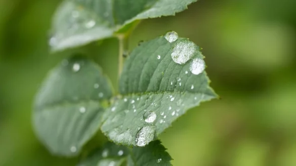 Durch den Regen treiben viele Bäume nun kräftig neue Blätter aus (Archivbild). - © Silas Stein/dpa