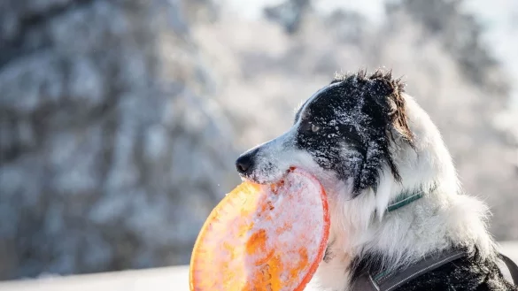 Toben im Schnee: Landen Eisklumpen im Magen, kann das für den Hund unangenehm werden. - © Frank Rumpenhorst/dpa/Frank Rumpenhorst/dpa