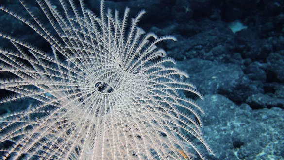 Die Tiefsee steckt voller erstaunlicher Kreaturen. - &copy; -/Ocean Discovery League/NOAA/dpa