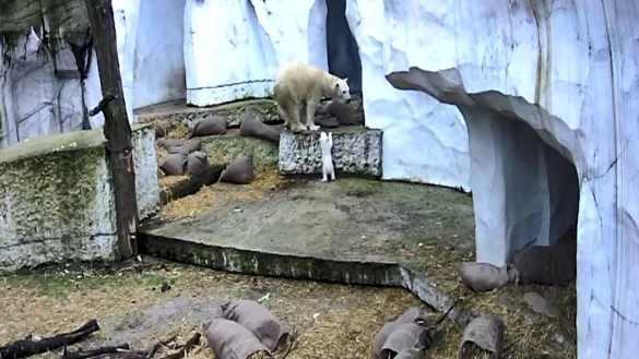 Das Eisb&auml;rbaby macht die ersten Erkundungen in der Au&szlig;enanlage. - &copy; Timo Deible/Zoo Karlsruhe/dpa