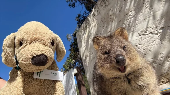 Jack erlebt große Abenteuer - so ließ er sich mit einem einheimischen Quokka auf Rottnest Island fotografieren. - © Holiday Inn Perth City Centre/dpa
