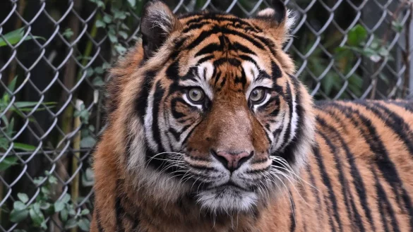 Sumatra-Tiger kommen nur auf der gleichnamigen Insel vor, aber es werden immer weniger. (Archivbild) - © Arne Dedert/dpa