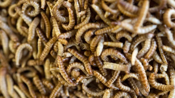 Anders als in Deutschland sind in vielen Ländern weltweit Insekten auf dem Teller nichts Ungewöhnliches. - © Marijan Murat/dpa