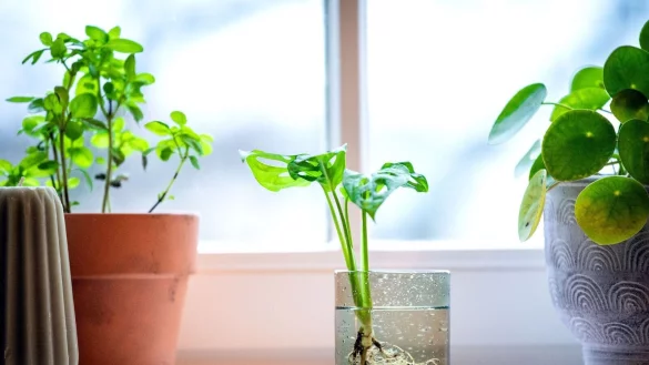 Pflanzen im Wasserglas sind nicht nur ein optischer Hingucker, sie verbessern auch das Raumklima. - © Zacharie Scheurer/dpa-tmn