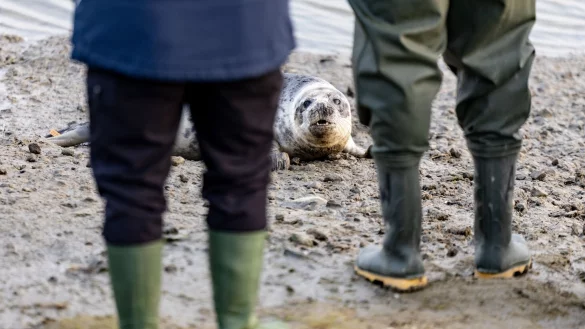 Richtung Wasser wollten sich die vier Kegelrobben nur langsam bewegen. - © Axel Heimken/dpa